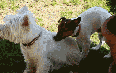 汪星人 你这是要怎样