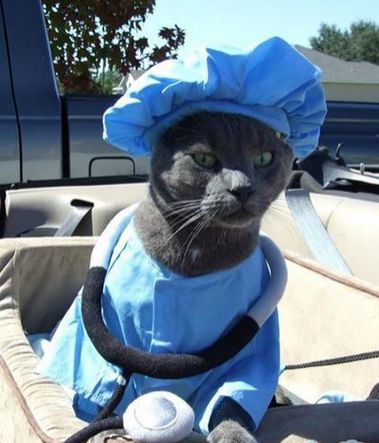 喵星人的cosplay开始走专业制服化路线了