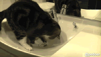 喵 停停 都扒了一上午了