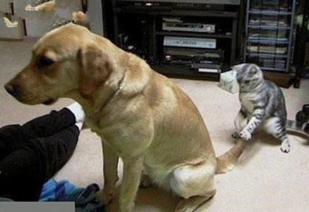 喵星人又在对汪星人使坏了