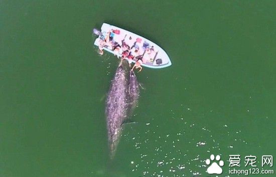 墨海域温顺灰鲸母子亲近游船任游客抚摸