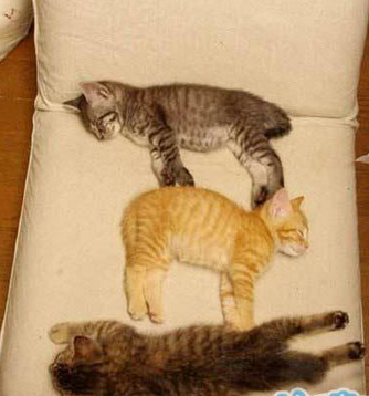 喂，趴着的那个，你怎么不按套路睡呢