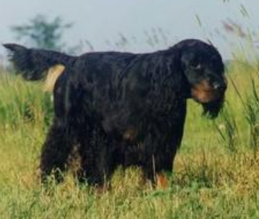 哥顿雪达犬的养护常识 注意简单的训练