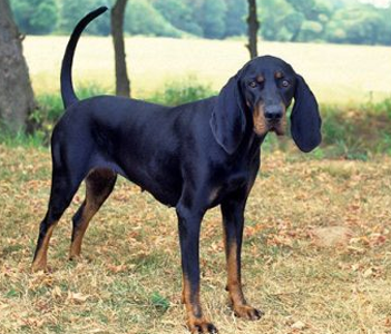 黑褐色猎浣熊犬怎么训练 掌握训练技巧