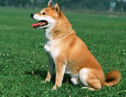 主人突然发病被送医 爱犬一路追随救护车