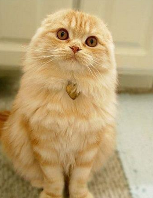 其实我有耳朵，真的...