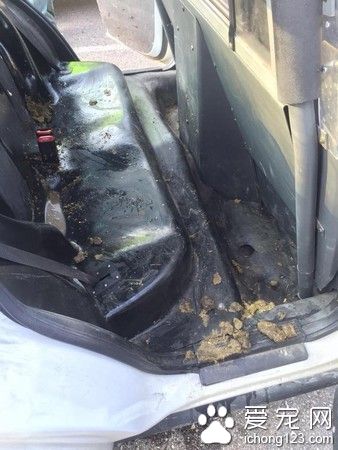 淘气宠物猪把警车当作厕所 导致被捕