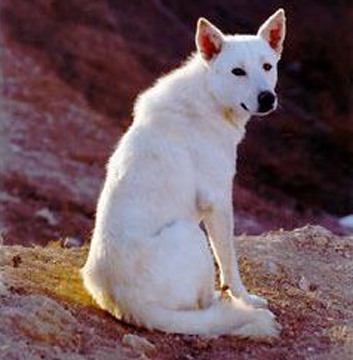 卡南犬的形态特征 被毛颜色有两种类型