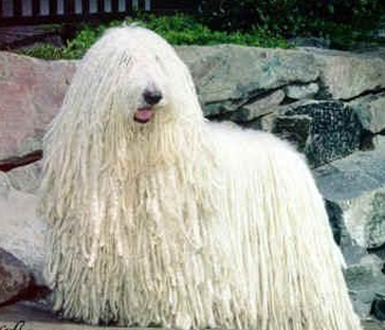 可蒙犬怎么训练 该犬训练利用食物引诱