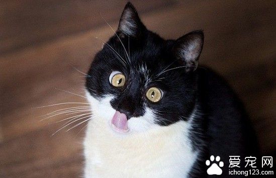 呆萌小猫摔伤变斗鸡眼 因视力障碍险走丢