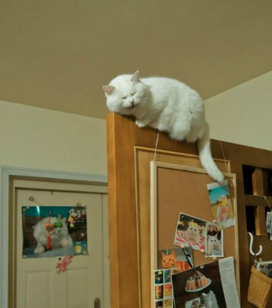 每天一进门的场面