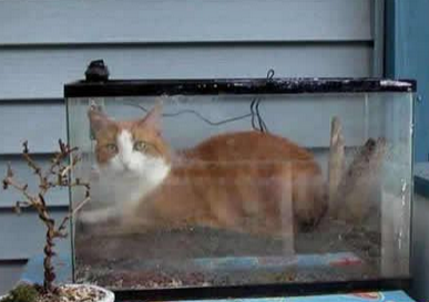 自从上次在这里吃到鱼以后就占领了这里      