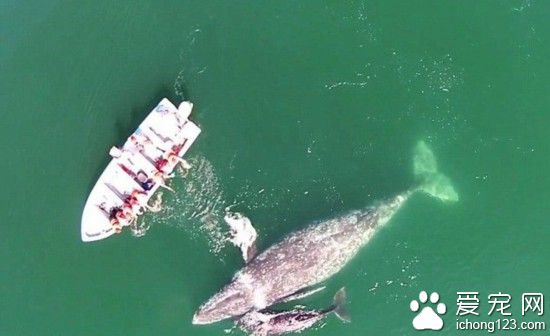 墨海域温顺灰鲸母子亲近游船任游客抚摸