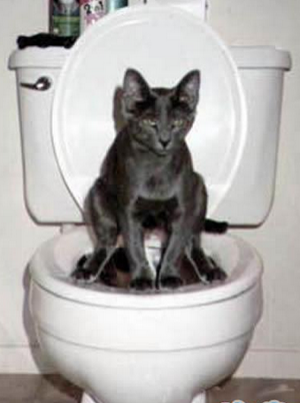 人类已经不能阻止喵星人了