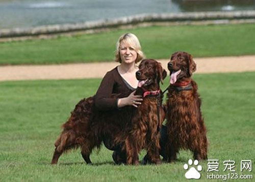 全球狗展Crufts发生命案 得奖犬惨遭毒杀 
