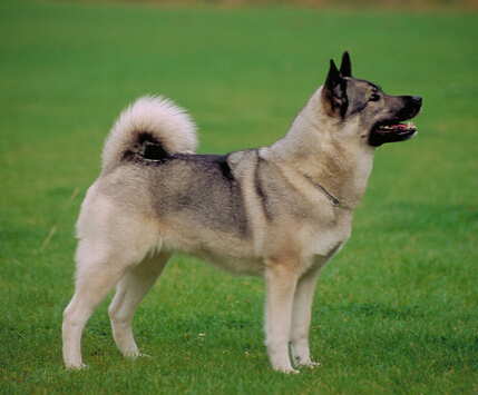 囧！狗狗竟然害怕水让狗主人费劲脑筋