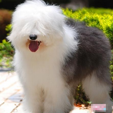 古代牧羊犬怎么选 看是否有健康问题