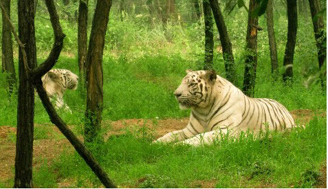 一名女性游客在野生动物园自行下车被老虎攻击受伤