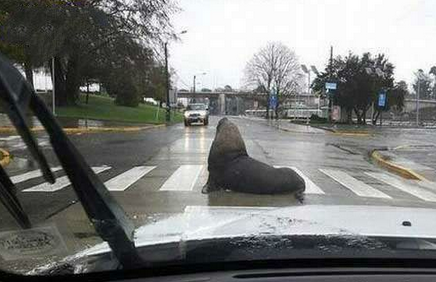 你是来指挥交通的吗