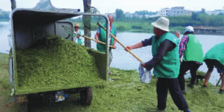 西流湖覆满浮萍 小狗错认为草地跳湖变落水狗