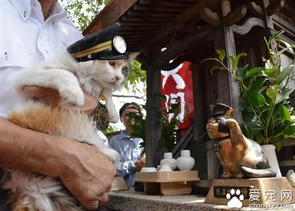 日本猫站长“小玉”病逝 “二玉”继任