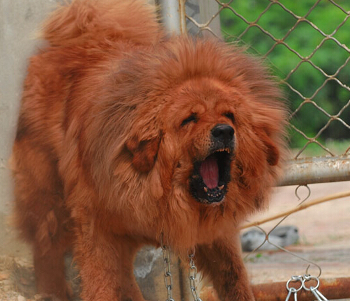 市民被藏獒困在家门口 物业齐心协力牵走狗狗