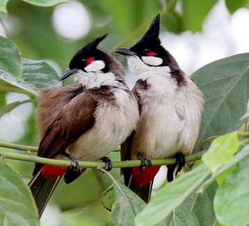 红耳鹎价格 该鸟冬天要注意保温