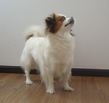 undefined{{pos:,w:,h:}}