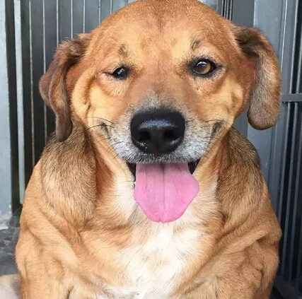 它本可能最幸福的流浪狗 却因爱心差点送命