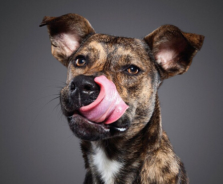 狗狗舔鼻子照片曝光 超可爱萌坏众人