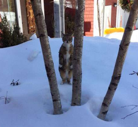 哦no 发现我了 怎么办