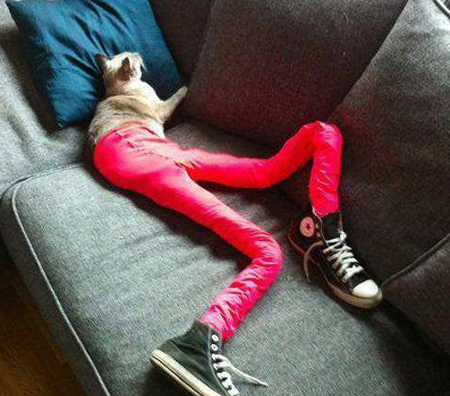 受不了二货主人了