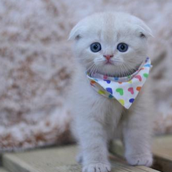 又一个24K纯天然呆