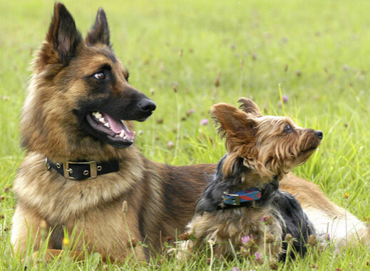 狗狗保姆难求 月薪两千也难找到一个