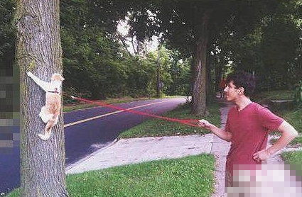 终于知道为什么只遛狗不遛猫了