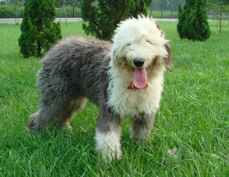 狗狗守在主人坟前两个星期感动周围群众