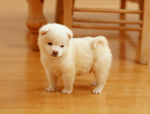 国内再度兴起狗医生 吸引一大批爱狗人士