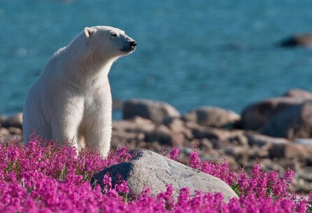 当北极熊遇到夏天 懒散悠闲模样惹人爱
