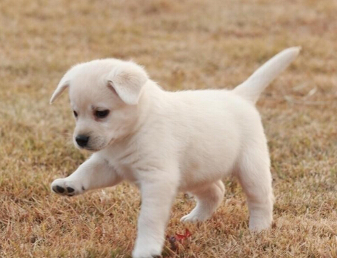 一研究报告显示狗狗竟然能够模仿人类的声音