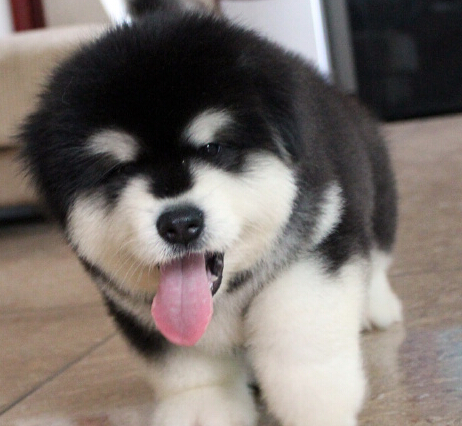 国内惊现狗狗学校 花一万便可让狗狗成才