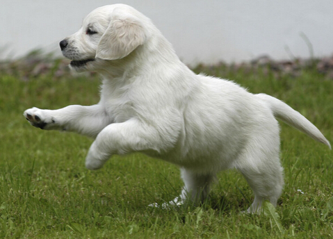无意间的逗弄狗狗却遭到狗狗咬下一块肉