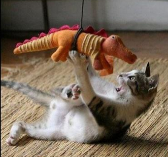 卧槽，有恐龙啊