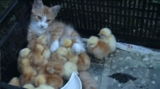 母鸡妹妹你快回来 我一人承受不来