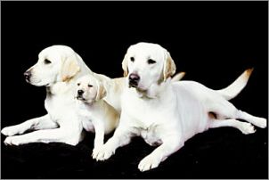 香港名猫“忌廉哥”将荣升日本一猫咪精品店名誉店长