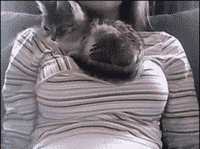 喵星人很注重沙发的品质