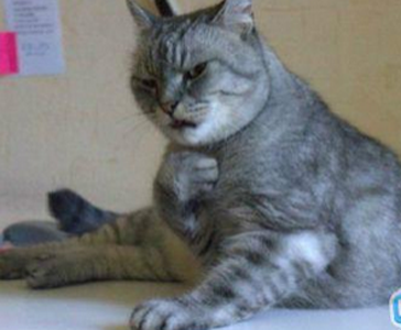 擦，饭里有毒...