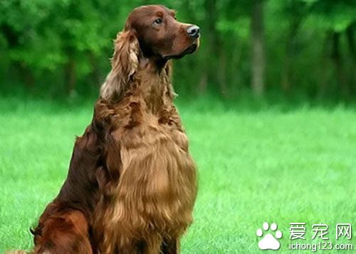 全球狗展Crufts发生命案 得奖犬惨遭毒杀 
