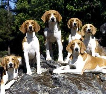 哈利犬的日常护理 注意经常修剪毛发