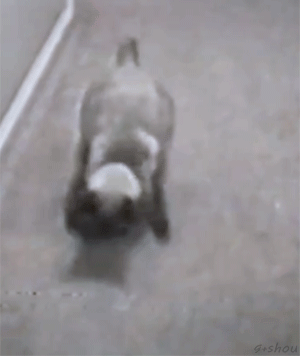 喵星人搞笑动态图 滚啊滚