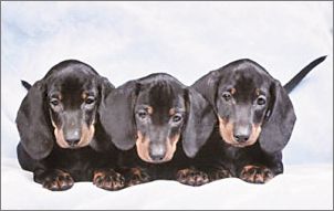 香港名猫“忌廉哥”将荣升日本一猫咪精品店名誉店长